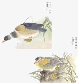 中国风花鸟素材免抠