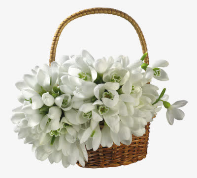 花篮png素材免抠