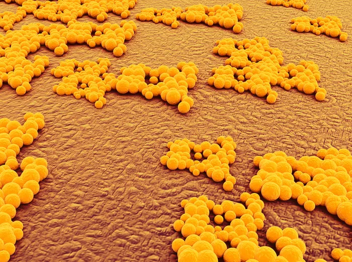 人体细胞细菌等生物高清图片高清
