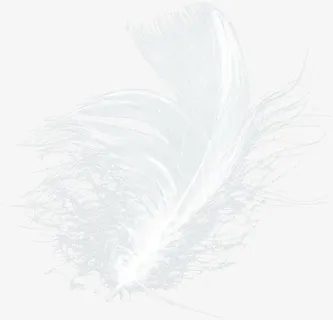 动物羽毛免抠