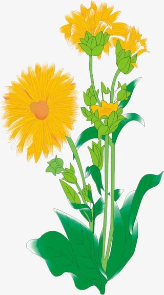 向日葵花朵免抠