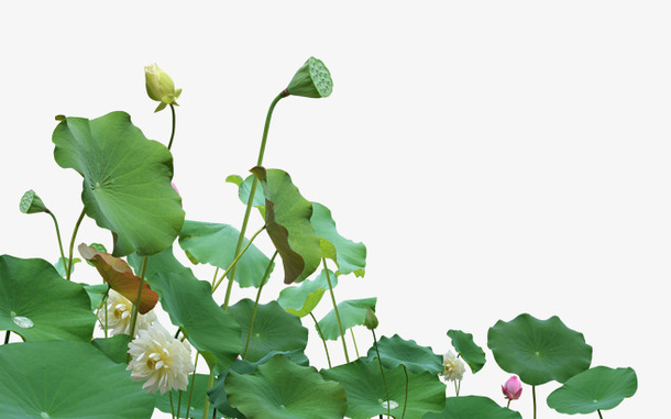 荷花荷叶，png素材免抠