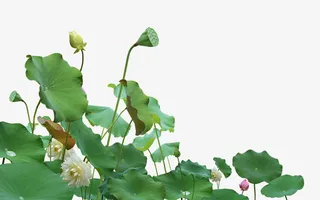 荷花荷叶，png素材免抠