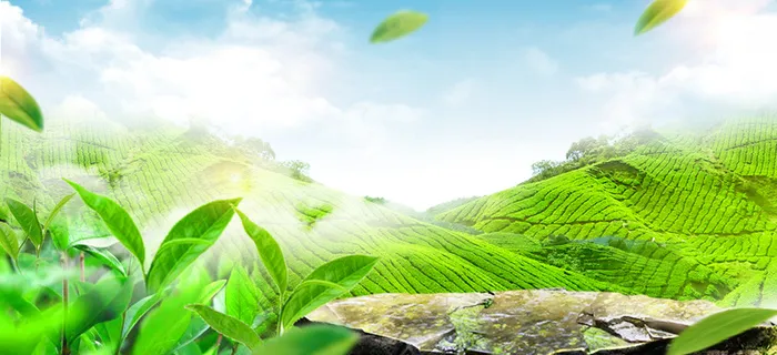 春茶梯田景色渐变绿banner高清文艺清新背景 春茶梯田景色渐变绿banner高清文艺清新背景
