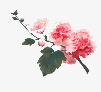 手绘红色木芙蓉免抠