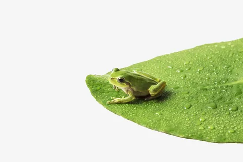 露水叶子上的青蛙免抠 露水叶子上的青蛙免抠