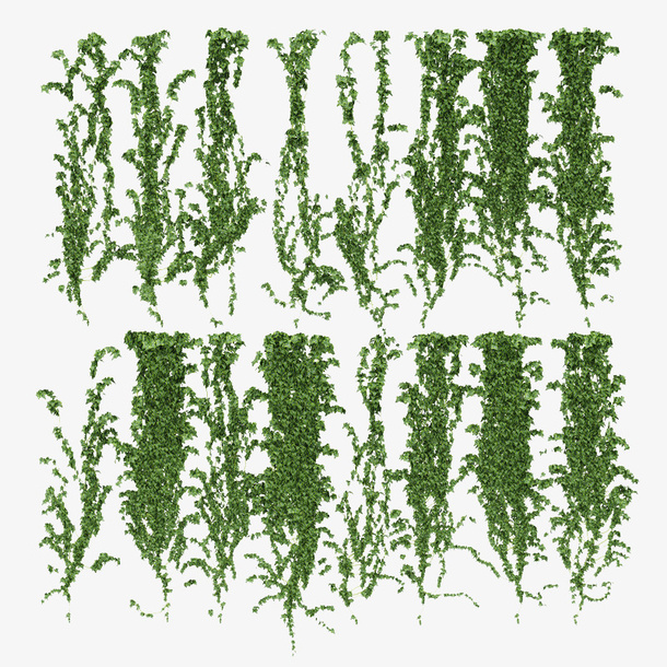 多条绿色藤蔓垂吊植物免抠