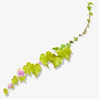 绿色树叶藤蔓和粉红小花免抠