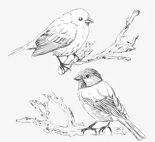 手绘鸟设计矢量素材免抠