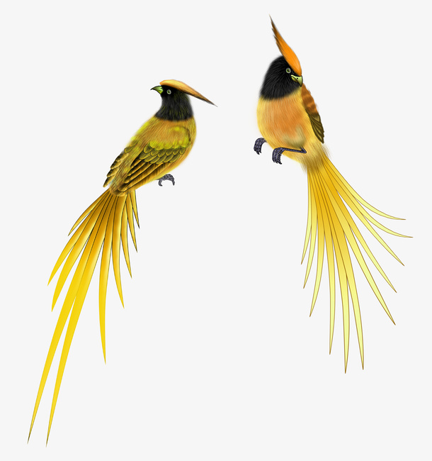 鸟素材免抠