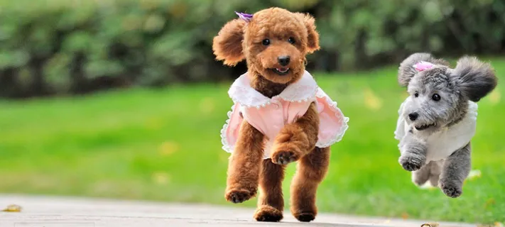 奔跑吧宠物狗背景图片高清