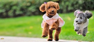 奔跑吧宠物狗背景图片高清