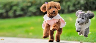 奔跑吧宠物狗背景图片高清