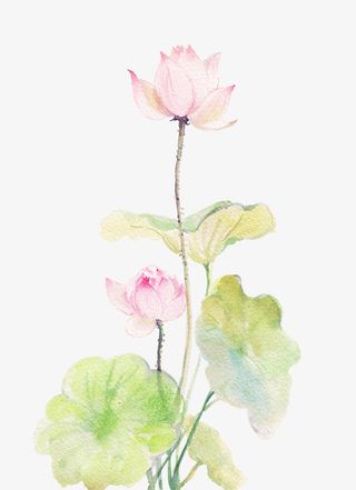 手绘水彩画国画荷花免抠