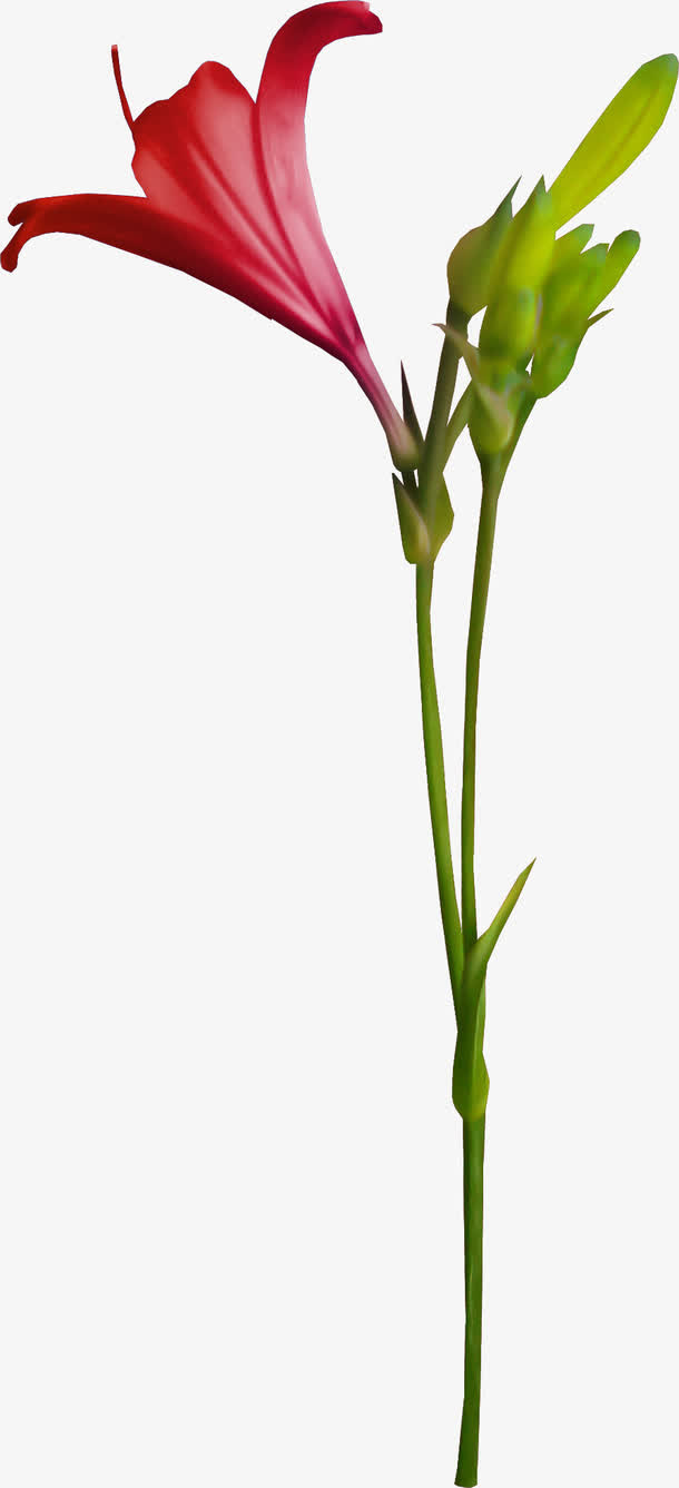 百合花免抠