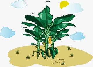 矢量香蕉树免抠