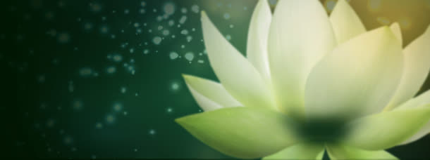 唯美兰花背景