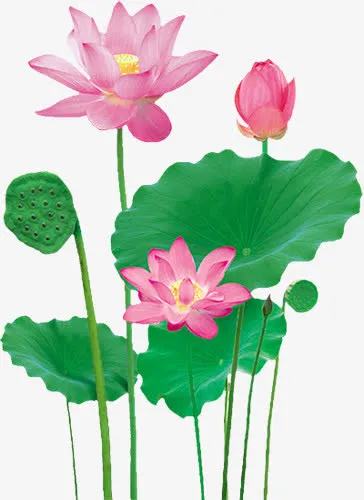 荷花莲蓬荷叶免抠