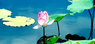 荷塘荷花摄影背景高清