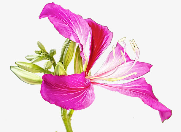 小清晰紫金花免抠