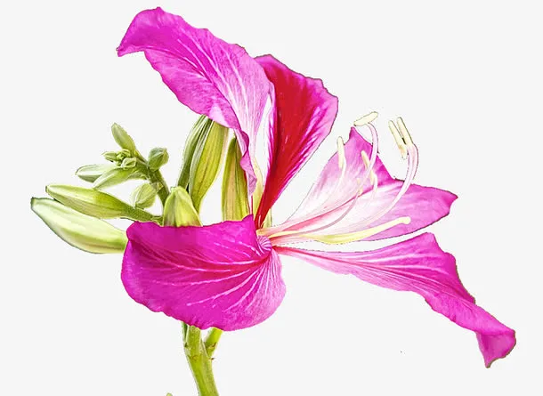 小清晰紫金花免抠