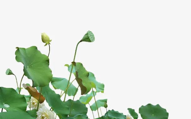 满塘荷花免抠