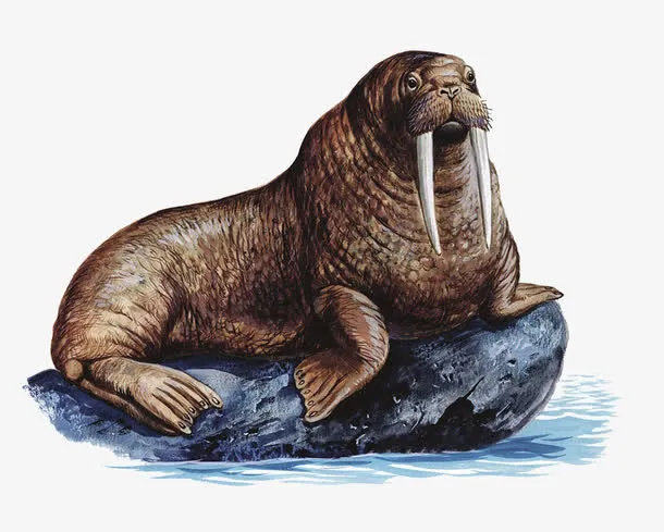 尖牙海狮免抠