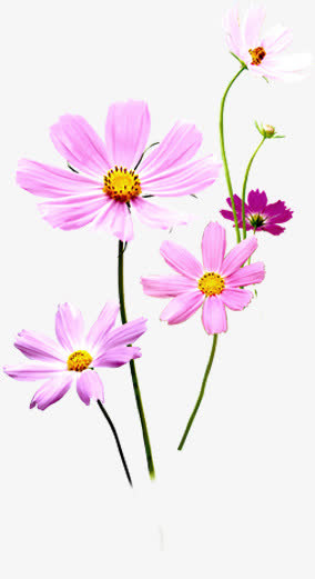 彩绘花卉植物鲜艳开放的免抠