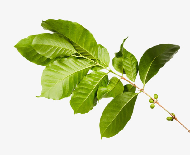 树枝上的咖啡果实物免抠