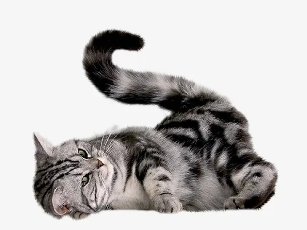 英短宠物猫咪免抠