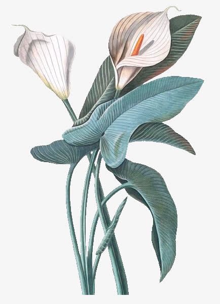 花 绿植 铜版画 油画免抠