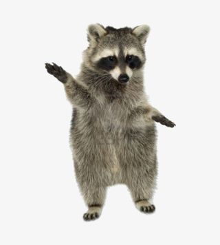 站起来的小浣熊免抠