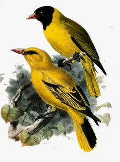 手绘唯美鸟儿免抠