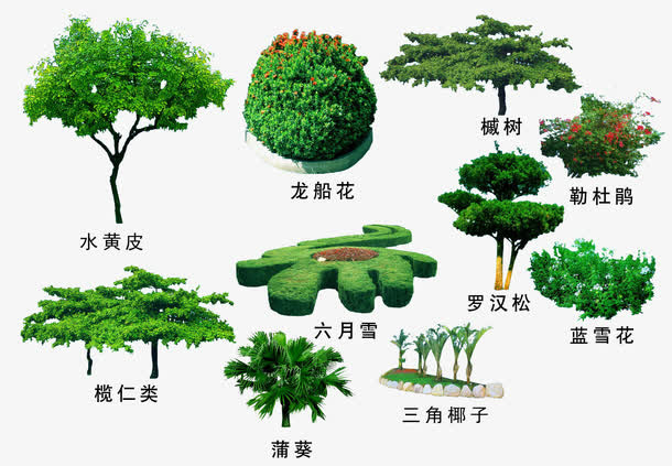 绿色植物免抠