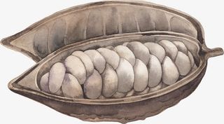 手绘可可果实免抠