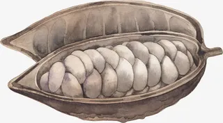 手绘可可果实免抠