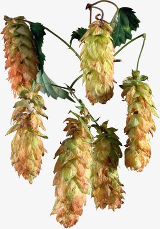 ps花卉素材花卉标签免抠