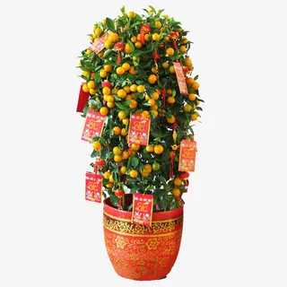 带果金桔树盆栽免抠