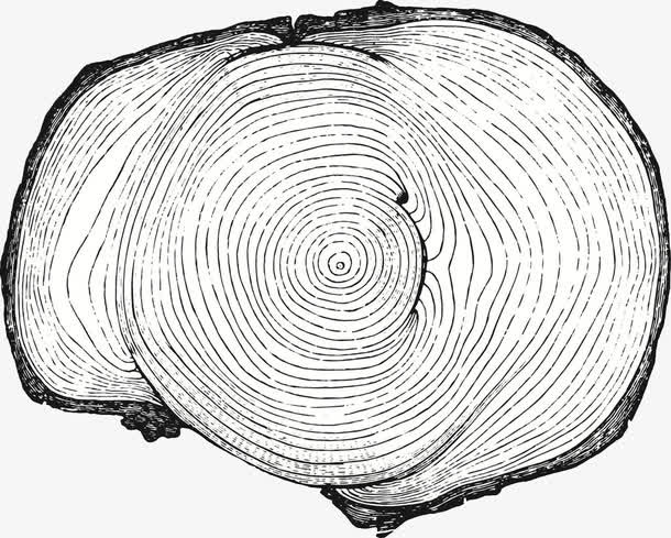 铅笔画大树年轮免抠