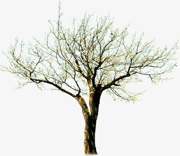 高清创意效果合成梨树免抠