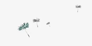 蒲公英种子漂浮素材免抠