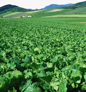 大白菜菜园免抠