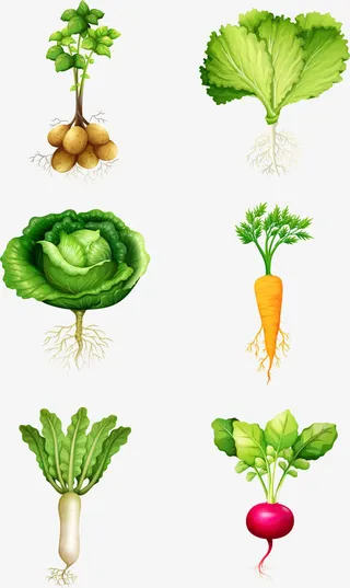 绿色种植蔬菜免抠