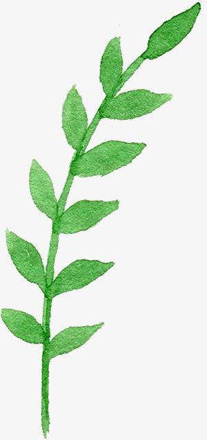绿色树枝免抠