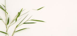 竹子绿色居家高清