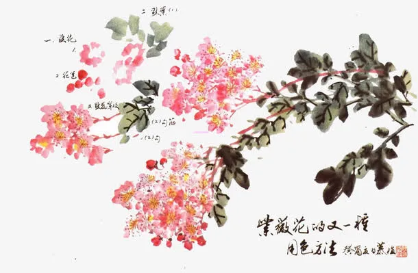 紫薇花图片免抠