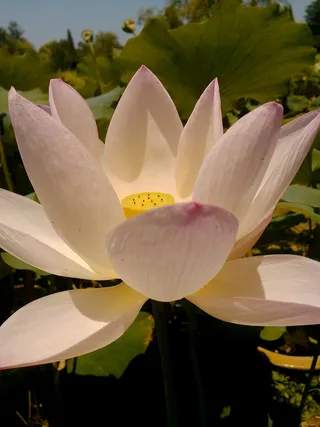 七月之风光夏荷之光高清