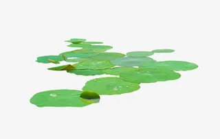 中国风-荷叶免抠