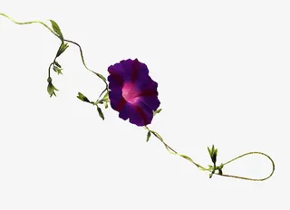 盛开紫色牵牛花免抠