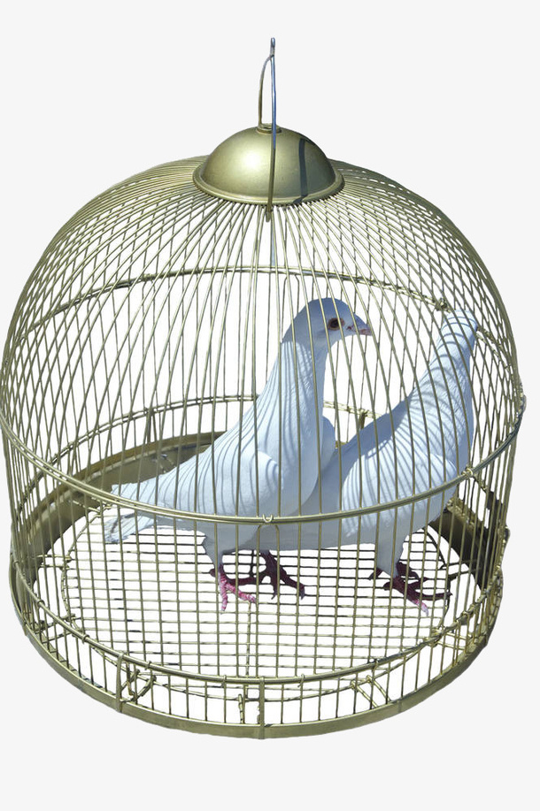 铁笼里的白色鸽子免抠